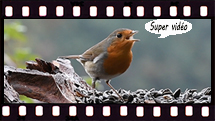 Rouge-Gorge
